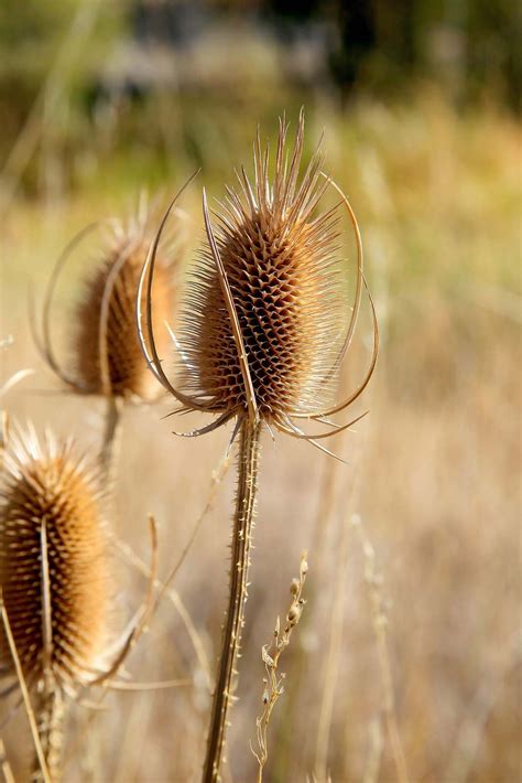 teasel plant pictures.